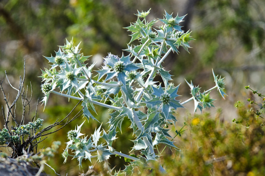 Plantas secas - reserva del Muntanyans - Tarragona - Catalunya 2